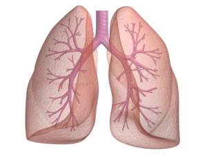 Lung Functions - How the Lungs Work