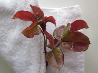 massage with essential oils