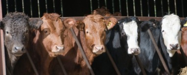 organic meat still means confined cows