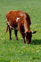 grass-fed cow grazing in a meadow