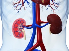 3-D image of human kidneys
