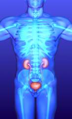 kidney cleanse illustration with bladder kidney cleanse illustration with bladder