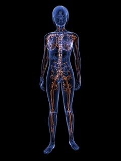 The Immune System The Immune System