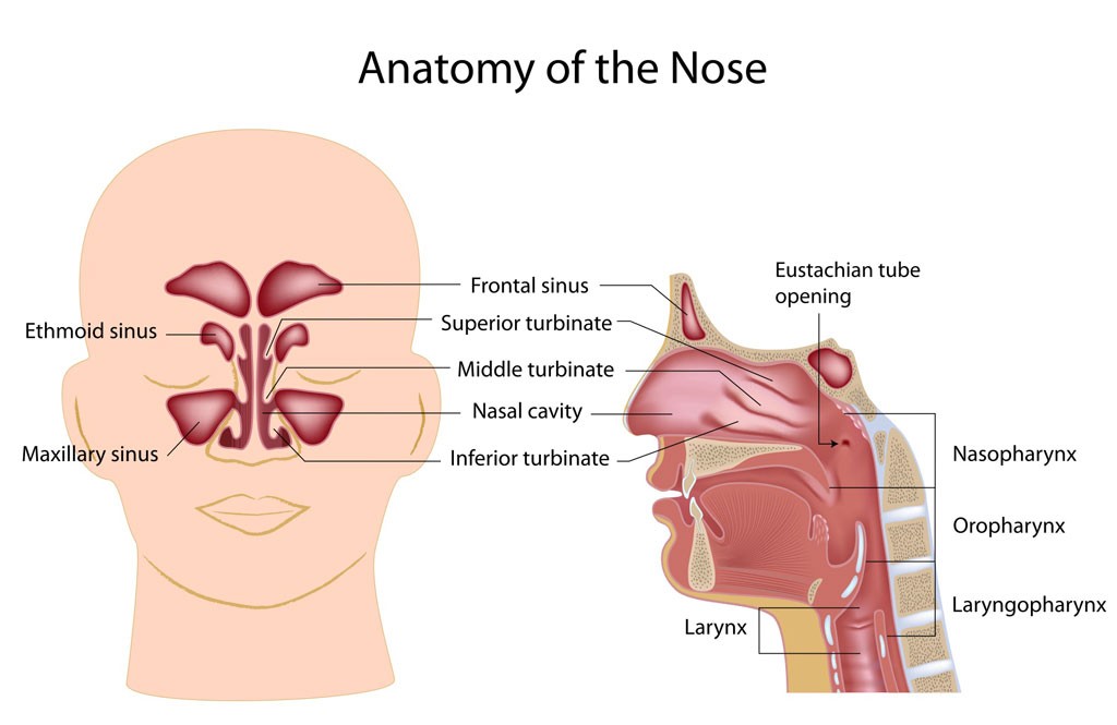 Essential Oils for Sinusitis - Anatomy of the Nose Essential Oils for Sinusitis - Anatomy of the Nose